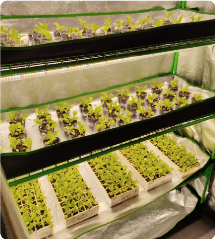 casa de vegetação microcosmos